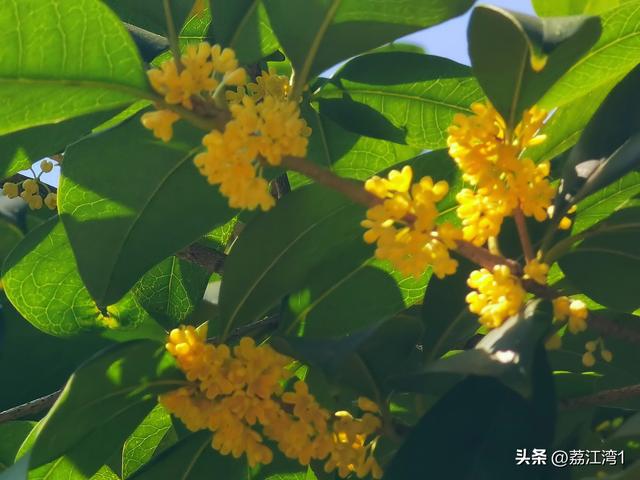 桂香漫城：桂林的秋日私语