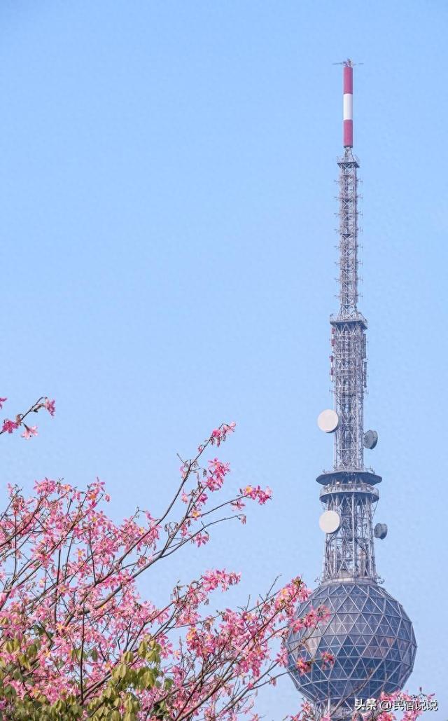 2026佛山超十万人徒步经过这些景点，还有春日赏花地。