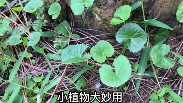 雷公根是什么样子的（菜园地常见的雷公根）