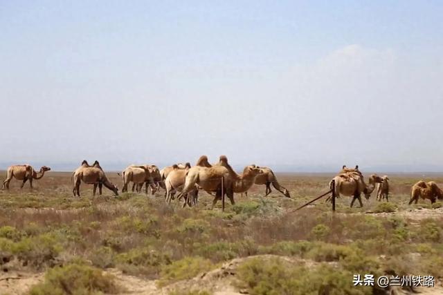 #“我的铁路风景”故事汇#戈壁滩上的梭梭树
