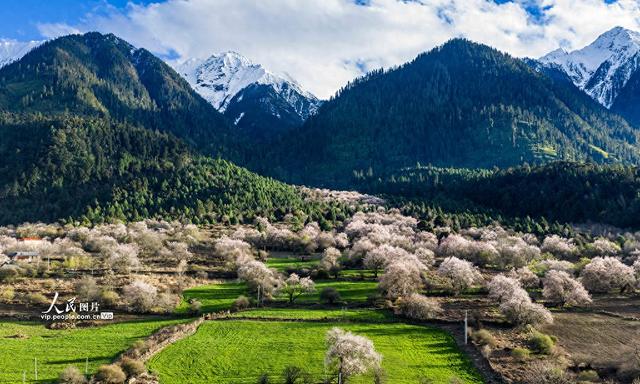 西藏波密：雪域桃花漫山谷