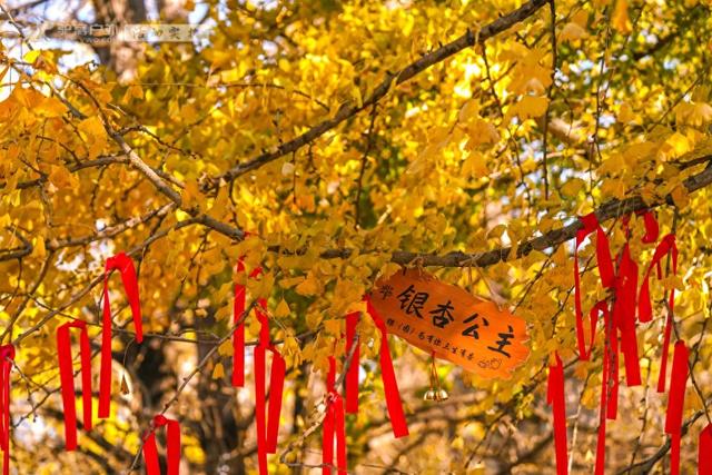 11月的云南腾冲，3000株银杏迎来黄金观赏期，美成人间仙境！