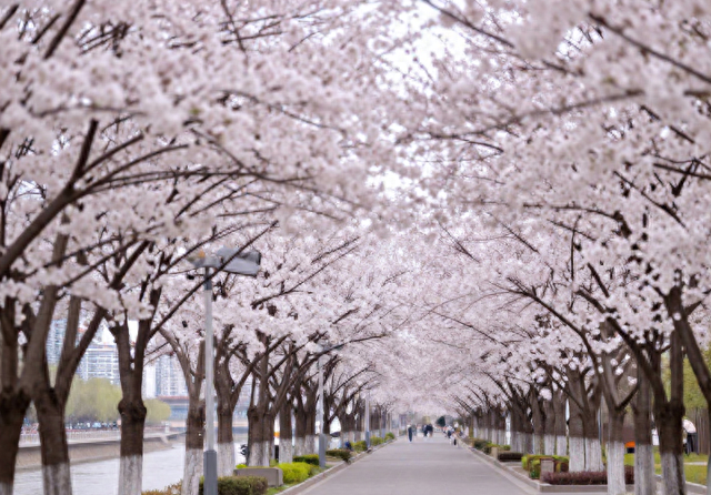 兰州又一条免费的滨水樱花长廊，全长约 900 米堪称金城春日顶流！