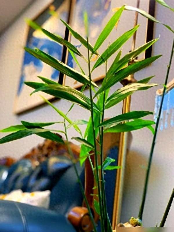 北京一姑娘“把生姜当绿植”养在客厅走红，网友：好美，好高级
