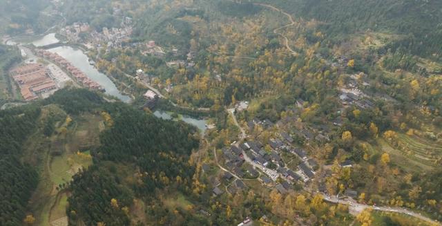 山村尽带黄金甲 古树银杏醉妥乐