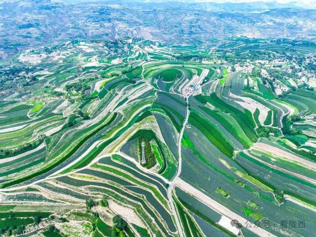 【图观陇西·新视角】药乡之约——邂逅浪漫黄芩花海