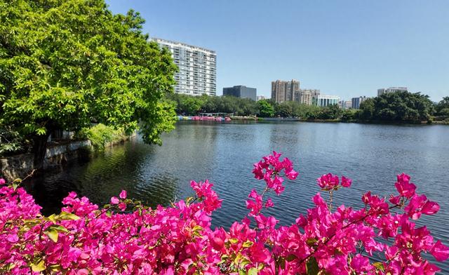 广州绝美湖景公园！三角梅瀑布太出片了