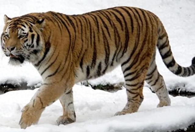 中俄东北虎数量差距断崖：俄罗斯700只，中国的数量令人意外！