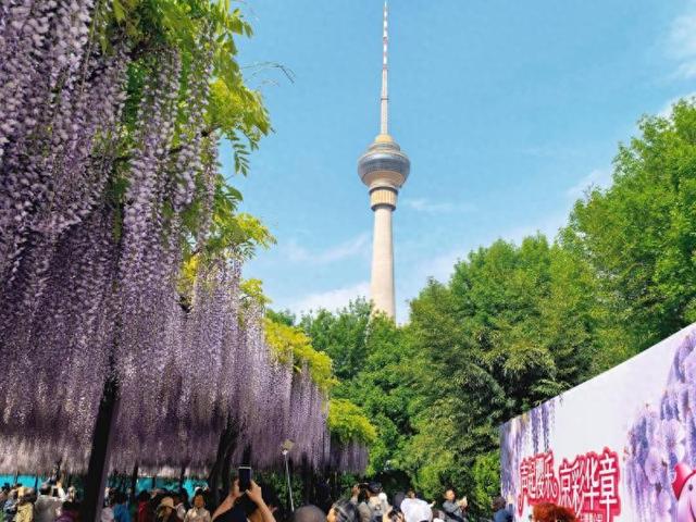 又是一年紫藤如瀑，玉渊潭公园许你“一帘幽梦”