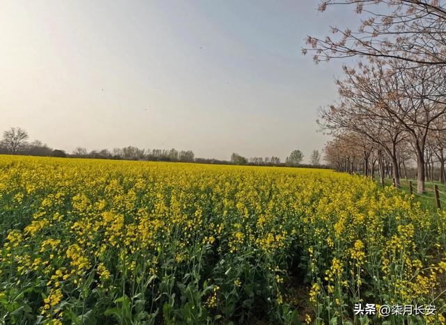 西安西北郊油菜花海美爆了，地方大花多，搭帐篷户外游玩好去处