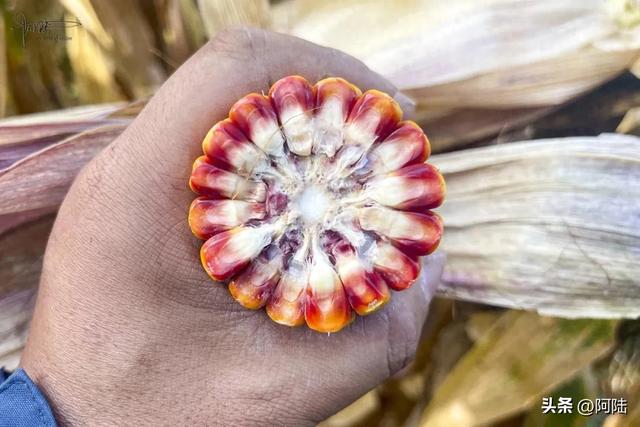 在泸沽湖畔掰玉米，体验大凉山彝族人的农村生活，辛苦并快乐着