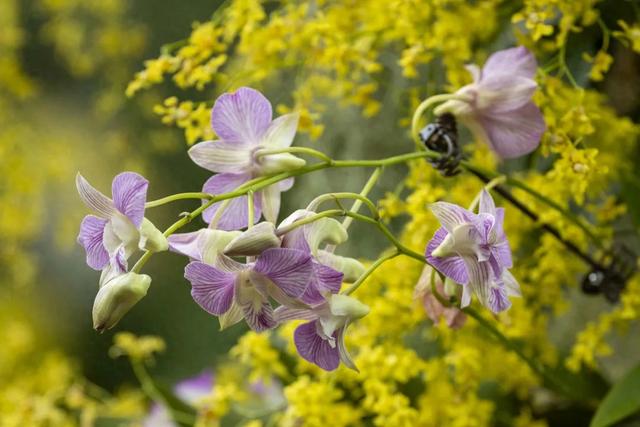 以花之名，邂逅满园春色