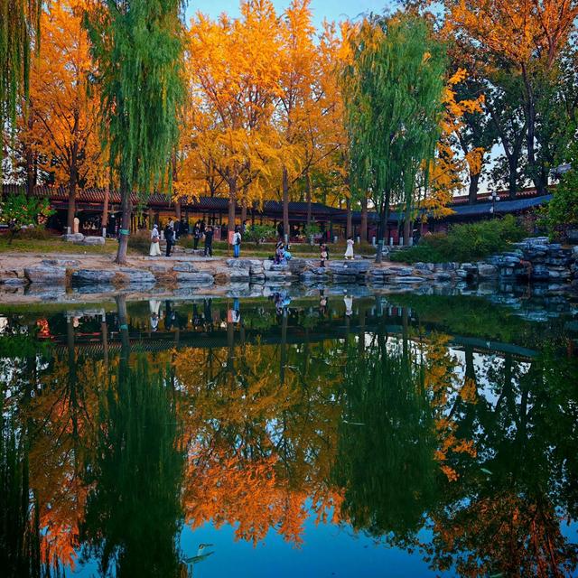 银杏如金！北京秋天真是美极了