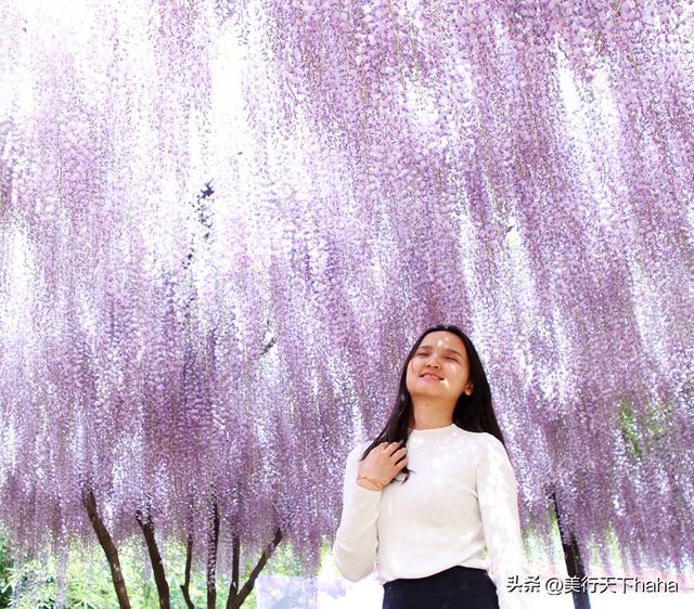 玉渊潭公园紫藤花开，诗意满满，演绎“一帘幽梦”的极致浪漫