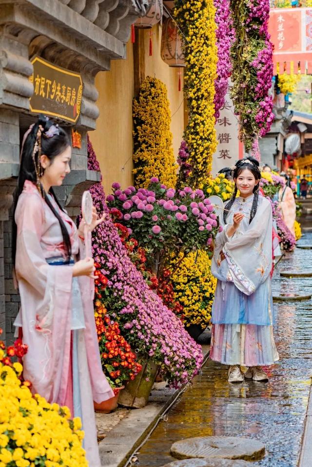 木兰花乡300000盆菊花热烈盛放