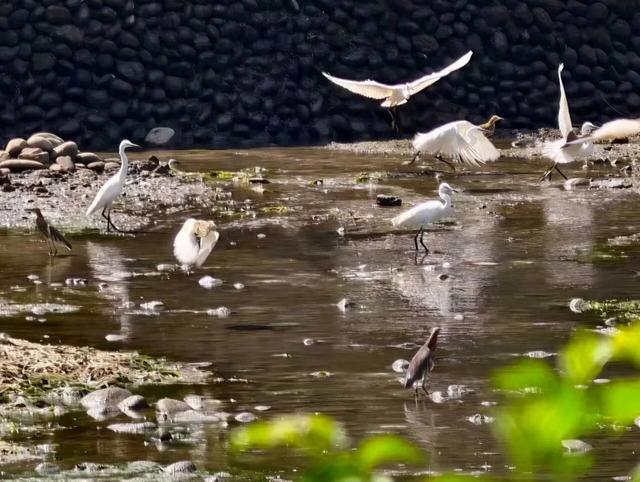 群鹭翩跹绘冬韵 东川湿地公园成候鸟“温暖家园”