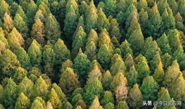 宝应水杉林即将进入最美红叶期