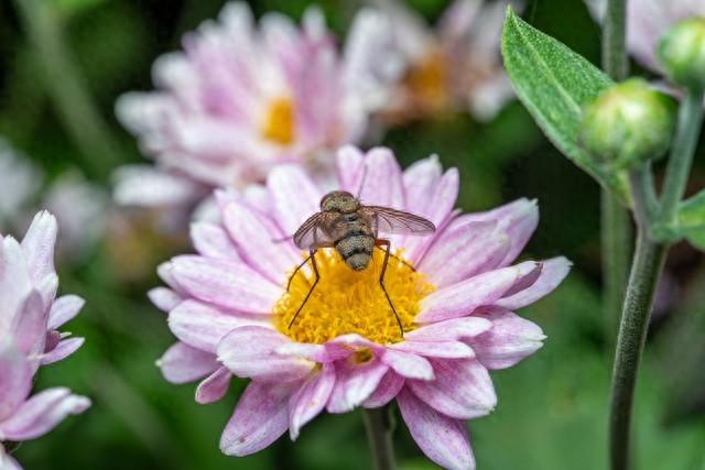 6年前，我在印度，询问当地人为什么苍蝇当道，他们的回答很费解