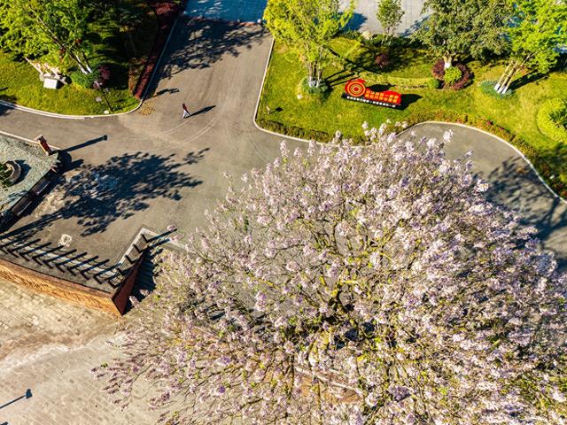 四川石棉：安顺场的四月花语