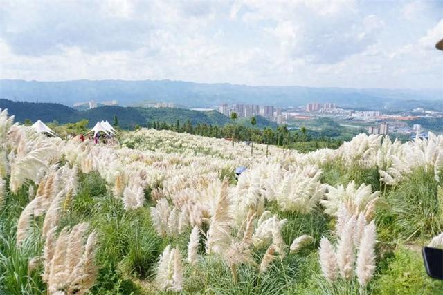 从一片花海到全域联动——盘州文旅破局出圈的“花样”密码