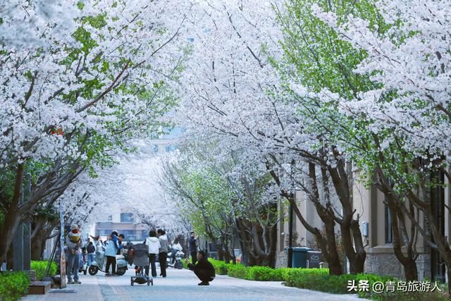 潍坊顶流樱花隧道来了！百年烟厂樱花盛放，工业遗迹美出新天地！
