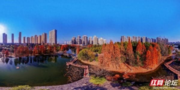 【每日一图@湖南】漫步粟雨湖畔，拾取水杉与冬光合写的暖意篇章