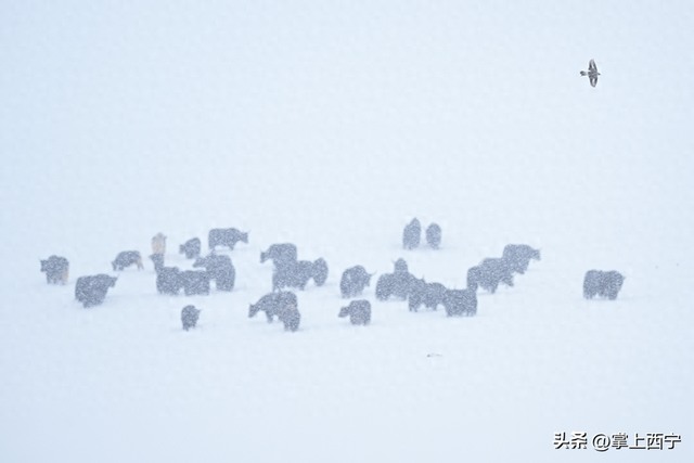 清清黄河丨风雪黄河源