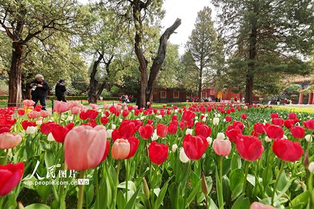北京：中山公园郁金香绽放