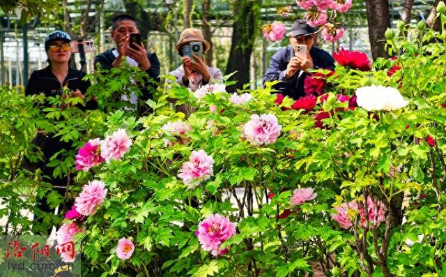 洛阳牡丹醉游人