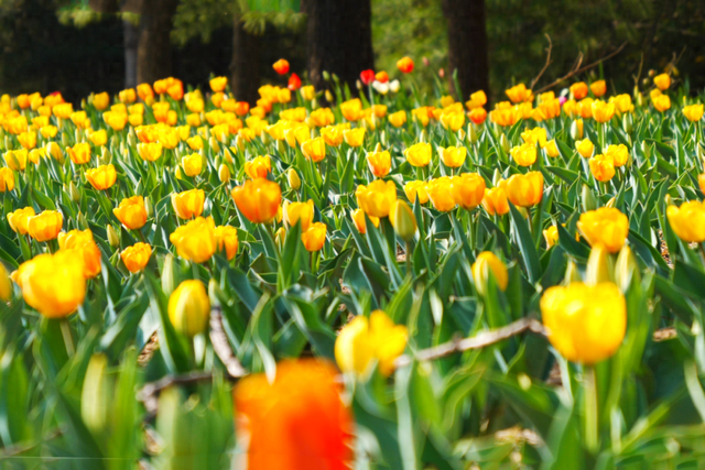 郁金香盛放，花朝启雅韵！4月3日赴鲜花港之约