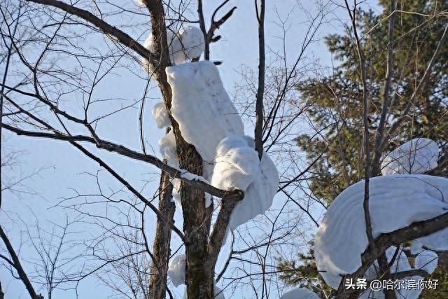 雪乡的雪，藏着冬天的诗