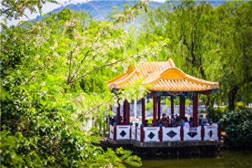 浮香联翩！大连十个最美赏槐地发布