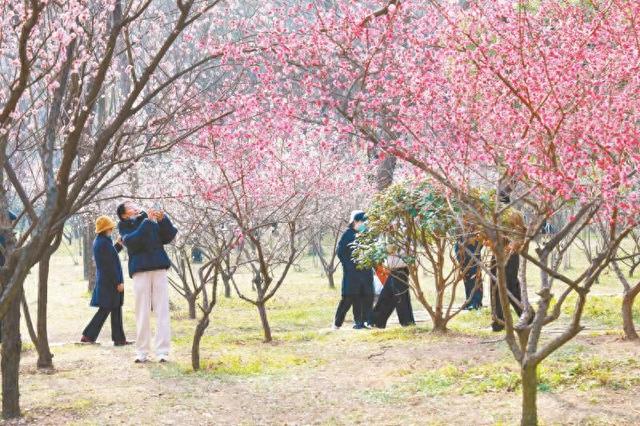踏春赏花正当时