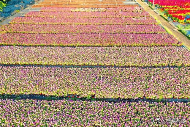 国庆邀约佛山卡玛花世界：在诗词花海中寻觅秋日情绪价值