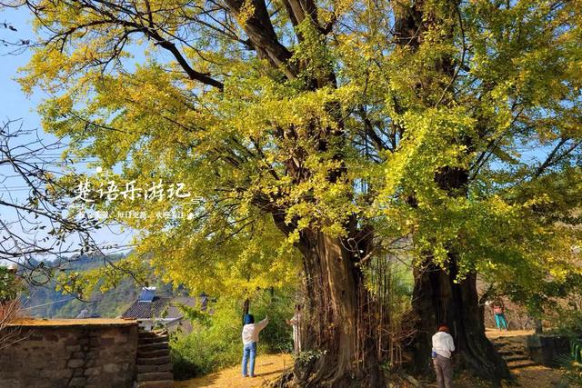 宁波这两棵千年银杏美如诗画，最近的境况却让人大吃一惊，很可惜