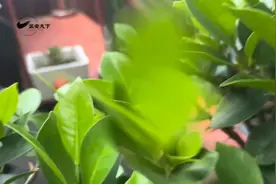 榕树盆景高温季节应该如何修剪？如何培养气根？ 榕树盆景图片