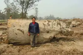 金丝楠木在农村叫什么？图片