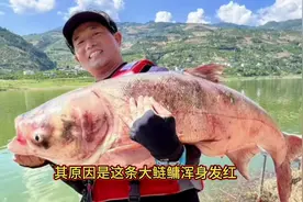 天元邓刚大师在重庆奉节钓上来的大鲢鳙，因为通体发红图片