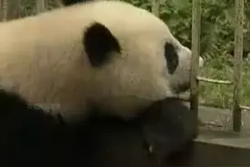 祥祥临终前还记恨着饲养员,奶爸却一夜白了头,需要一生来治愈图片
