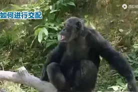 猩猩交配之谜：深入探索灵长类动物的情感与生殖世界，有惊喜😍图片