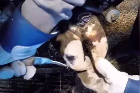 #国外修牛蹄解压全过程图片