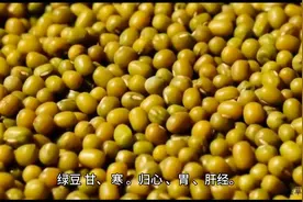 每日中药—绿豆图片