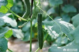 黄瓜为什么越浇越旱？图片