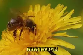 蜜蜂蜇伤后如何应对？图片