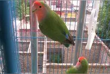 牡丹鹦鹉和玄凤哪个聪明？养哪个好？图片