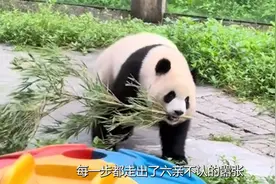 原来渝爱才是熊猫届最有种的小熊！年仅1岁就混成了二馆长图片