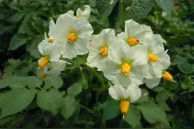 土豆开花不剪掉，对土豆有没有影响？图片