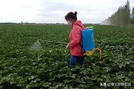 农药打完几小时下雨有效吗？图片