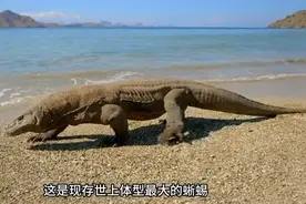 盘点地球上牙齿最多的7种动物，第一名你根本猜不到！图片