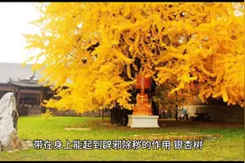 庭院八大驱邪植物与围墙风水注意事项 一图片